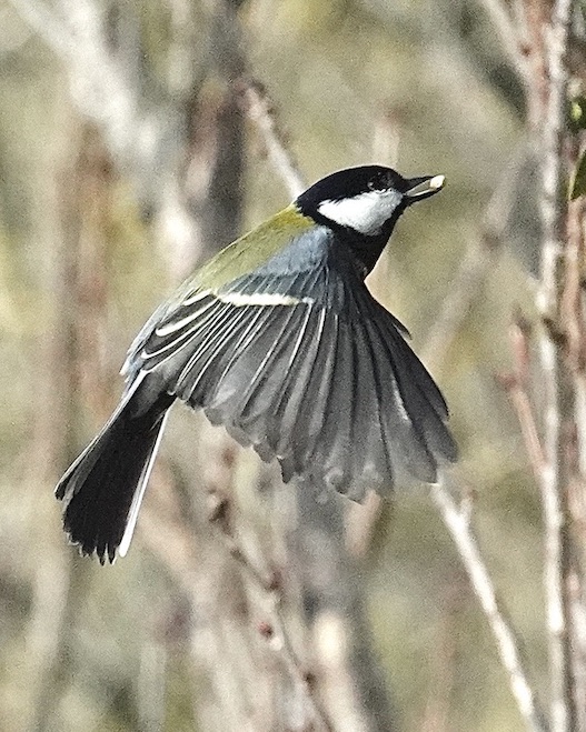 great tit